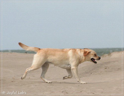 Carla - Joyful Lab's Classic Girl