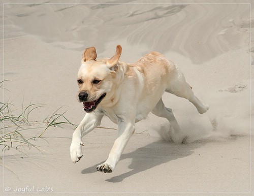 Carla - Joyful Lab's Classic Girl