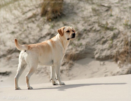 Carla - Joyful Lab's Classic Girl