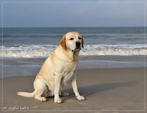 Joyful Lab's Classic Girl - Carla