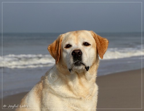 Carla - Joyful Lab's Classic Girl