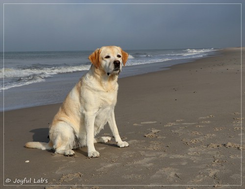 Joyful Lab's Classic Girl - Carla