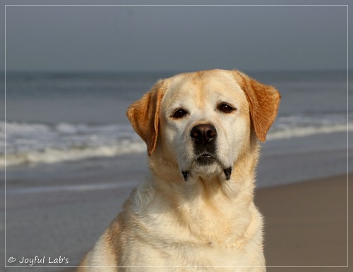 Joyful Lab's Classic Girl - Carla