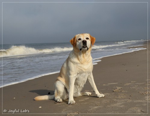 Carla - Joyful Lab's Classic Girl