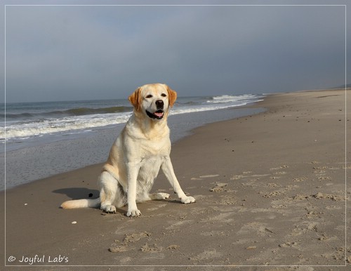 Joyful Lab's Classic Girl - Carla