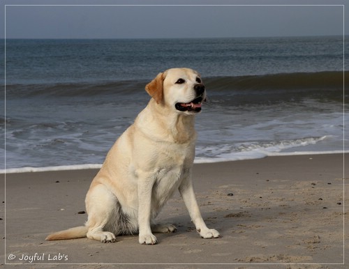 Joyful Lab's Classic Girl - Carla