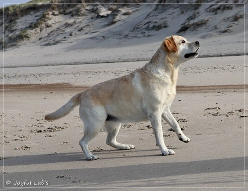 Joyful Lab's Classic Girl - Carla