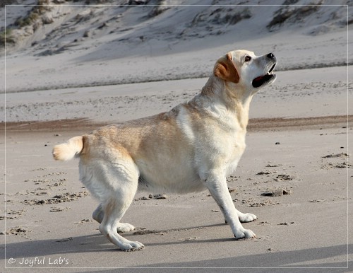 Joyful Lab's Classic Girl - Carla