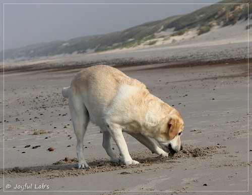 Joyful Lab's Classic Girl - Carla