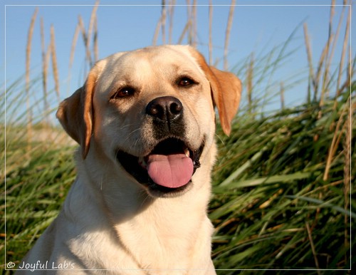 Carla - Joyful Lab's Classic Girl