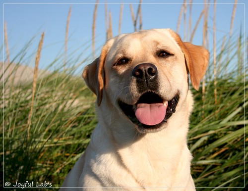 Carla - Joyful Lab's Classic Girl