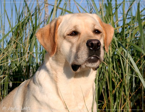 Carla - Joyful Lab's Classic Girl