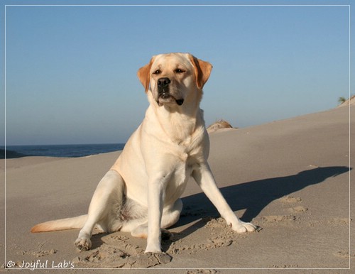 Carla - Joyful Lab's Classic Girl