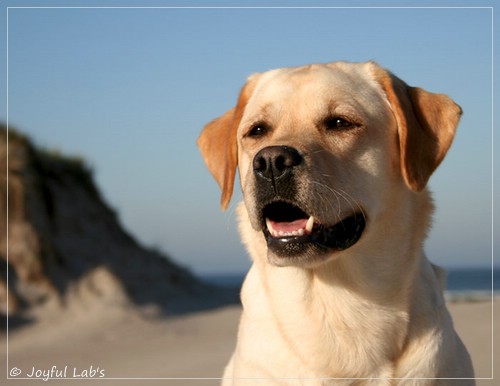 Carla - Joyful Lab's Classic Girl