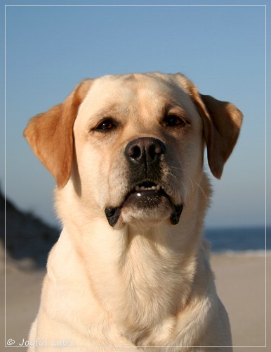 Carla - Joyful Lab's Classic Girl Carla - Joyful Lab's Classic Girl