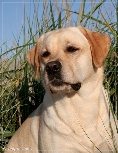 Carla - Joyful Lab's Classic Girl Carla - Joyful Lab's Classic Girl