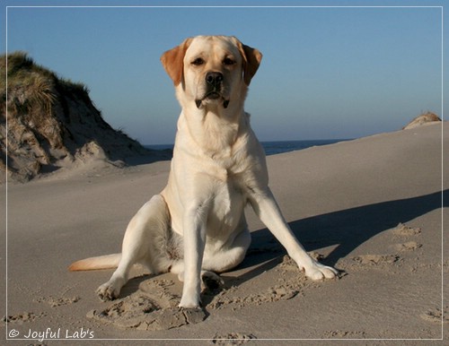 Carla - Joyful Lab's Classic Girl