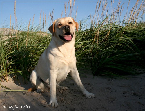 Carla - Joyful Lab's Classic Girl