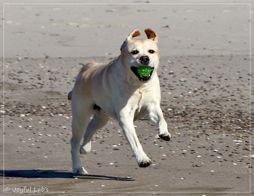 Joyful Lab's Classic Girl - Carla