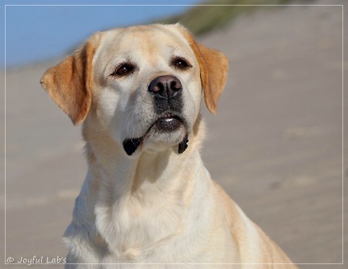 Carla - Joyful Lab's Classic Girl