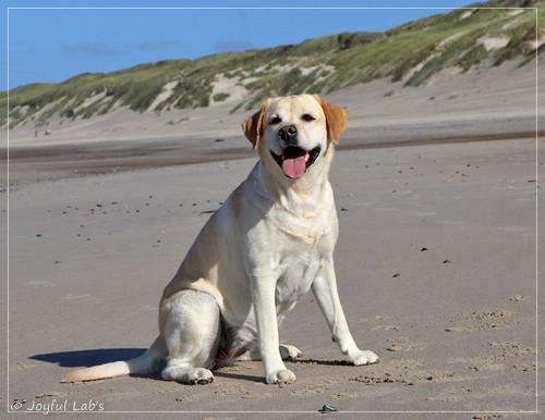 Joyful Lab's Classic Girl - Carla