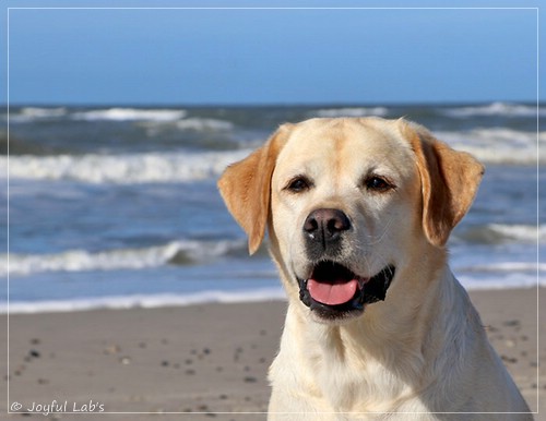 Joyful Lab's Classic Girl - Carla