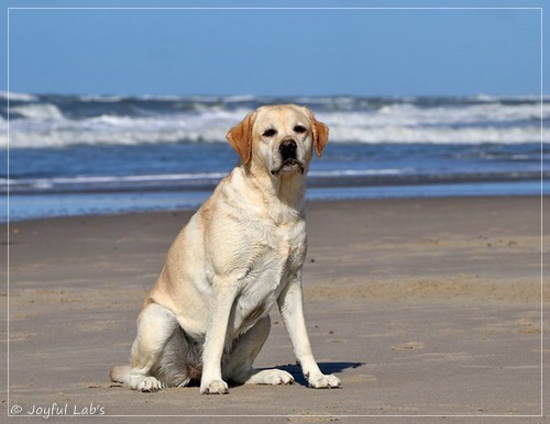 Joyful Lab's Classic Girl - Carla