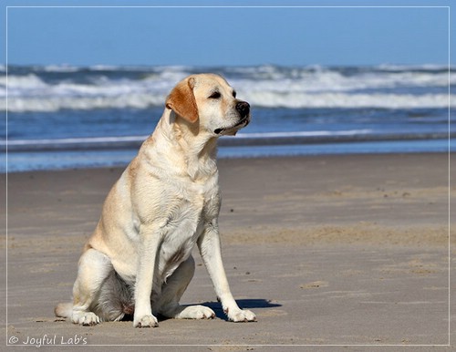 Joyful Lab's Classic Girl - Carla