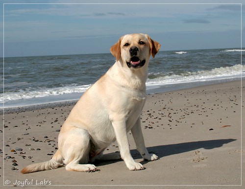 Carla - Joyful Lab's Classic Girl