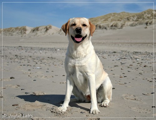 Carla - Joyful Lab's Classic Girl