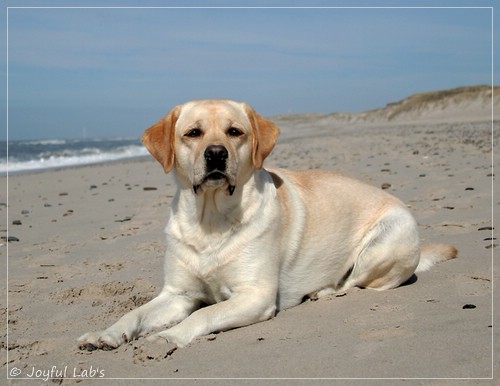 Carla - Joyful Lab's Classic Girl