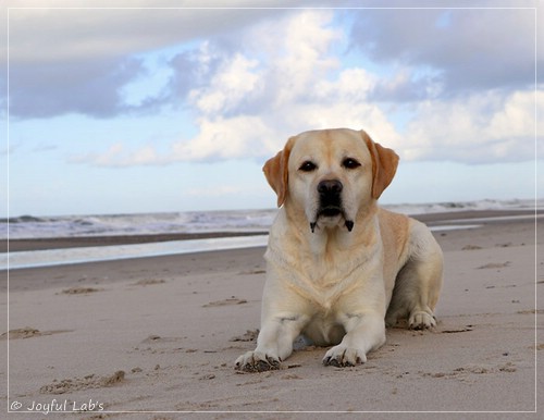 Joyful Lab's Classic Girl - Carla