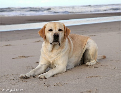 Joyful Lab's Classic Girl - Carla