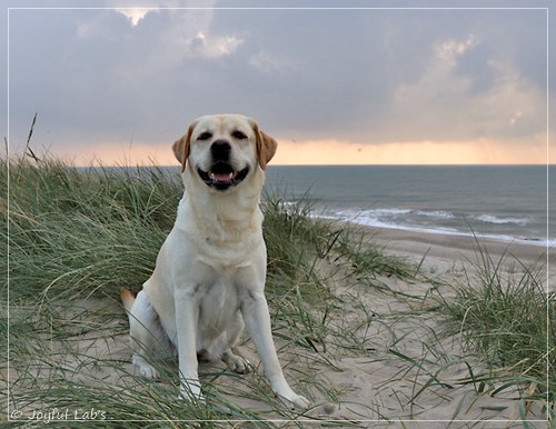 Joyful Lab's Classic Girl - Carla