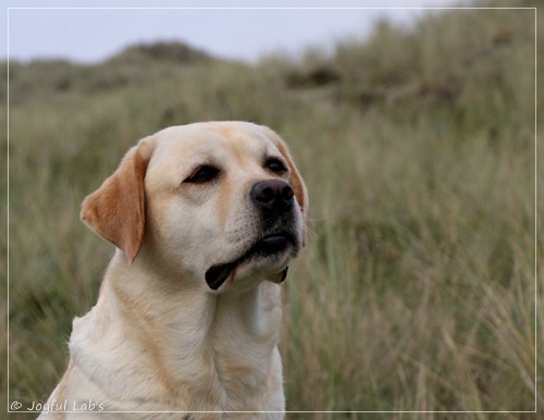 Joyful Lab's Classic Girl - Carla