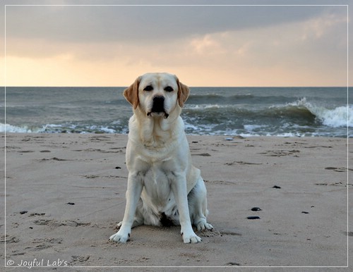 Joyful Lab's Classic Girl - Carla