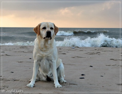 Joyful Lab's Classic Girl - Carla