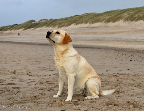 Joyful Lab's Classic Girl - Carla