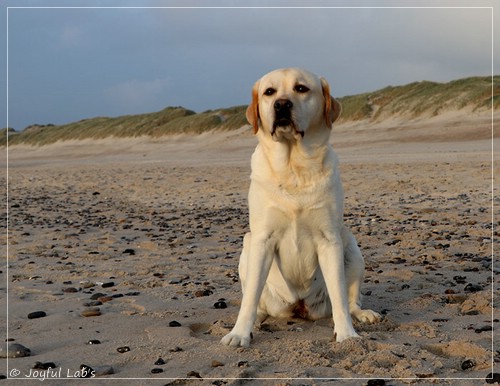 Carla - Joyful Lab's Classic Girl