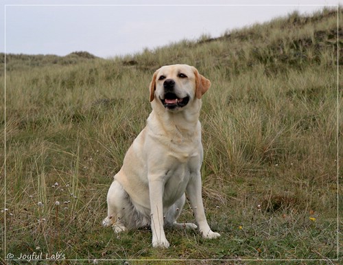 Joyful Lab's Classic Girl - Carla