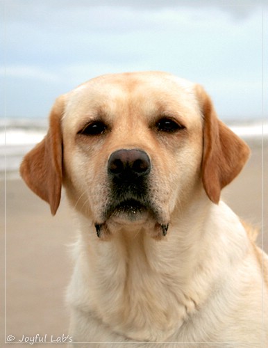 Carla - Joyful Lab's Classic Girl Carla - Joyful Lab's Classic Girl
