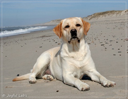 Carla - Joyful Lab's Classic Girl