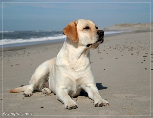 Carla - Joyful Lab's Classic Girl