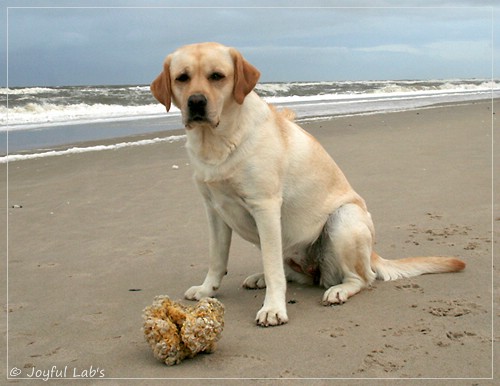 Carla - Joyful Lab's Classic Girl