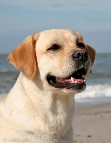 Carla - Joyful Lab's Classic Girl Carla - Joyful Lab's Classic Girl