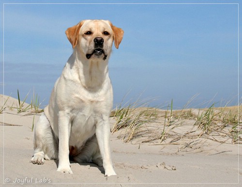 Carla - Joyful Lab's Classic Girl