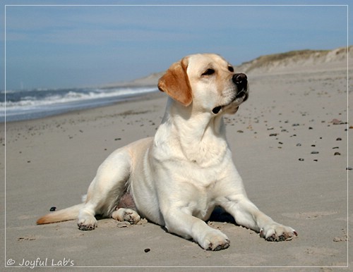 Carla - Joyful Lab's Classic Girl