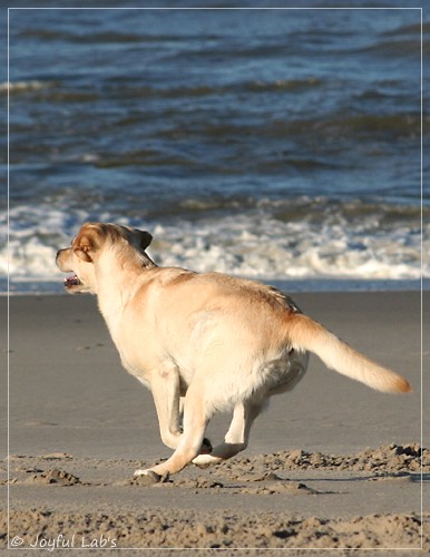 Carla - Joyful Lab's Classic Girl Carla - Joyful Lab's Classic Girl