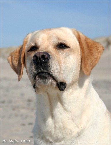 Carla - Joyful Lab's Classic Girl Carla - Joyful Lab's Classic Girl