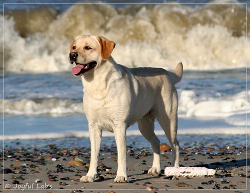 Carla - Joyful Lab's Classic Girl